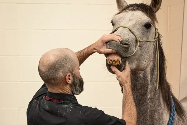 Cayle Cutburth Equine Dentistry Dental Anatomy